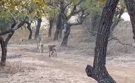 Captan en video pelea entre un perro callejero y una leona durante safari en India