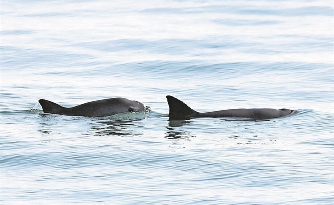 Foto: Archivo / EL UNIVERSAL