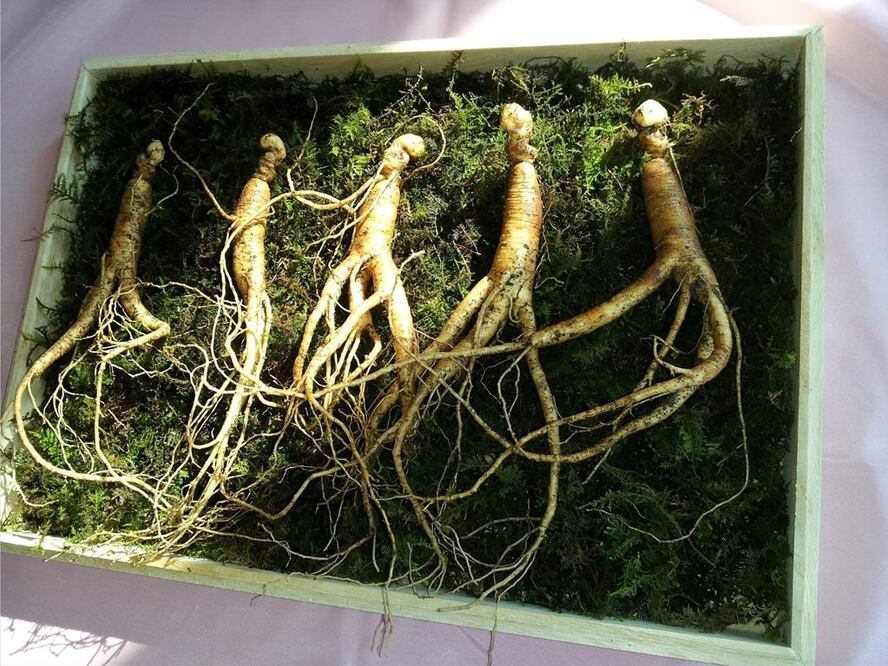 Se ha demostrado que el ginseng tiene propiedades curativas / Fotos: Pixabay