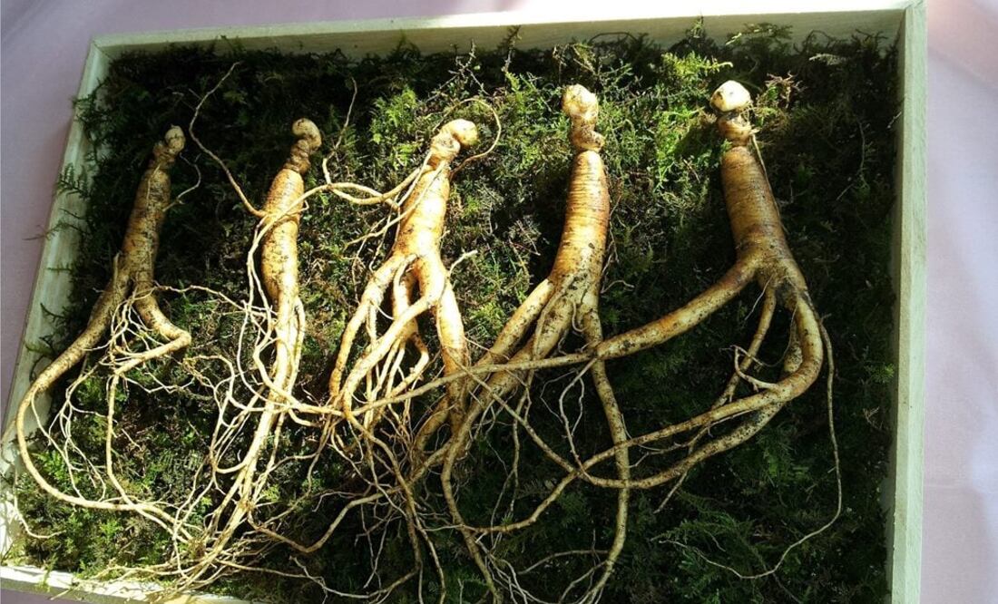 Se ha demostrado que el ginseng tiene propiedades curativas / Fotos: Pixabay