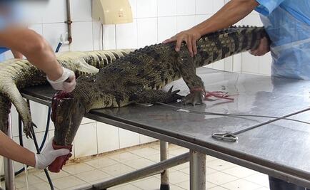 PETA denuncia crueldad al matar cocodrilos para hacer bolsos Louis Vuitton