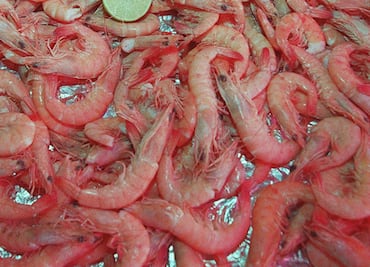 Crean prótesis ortopédicas con cáscaras de camarón