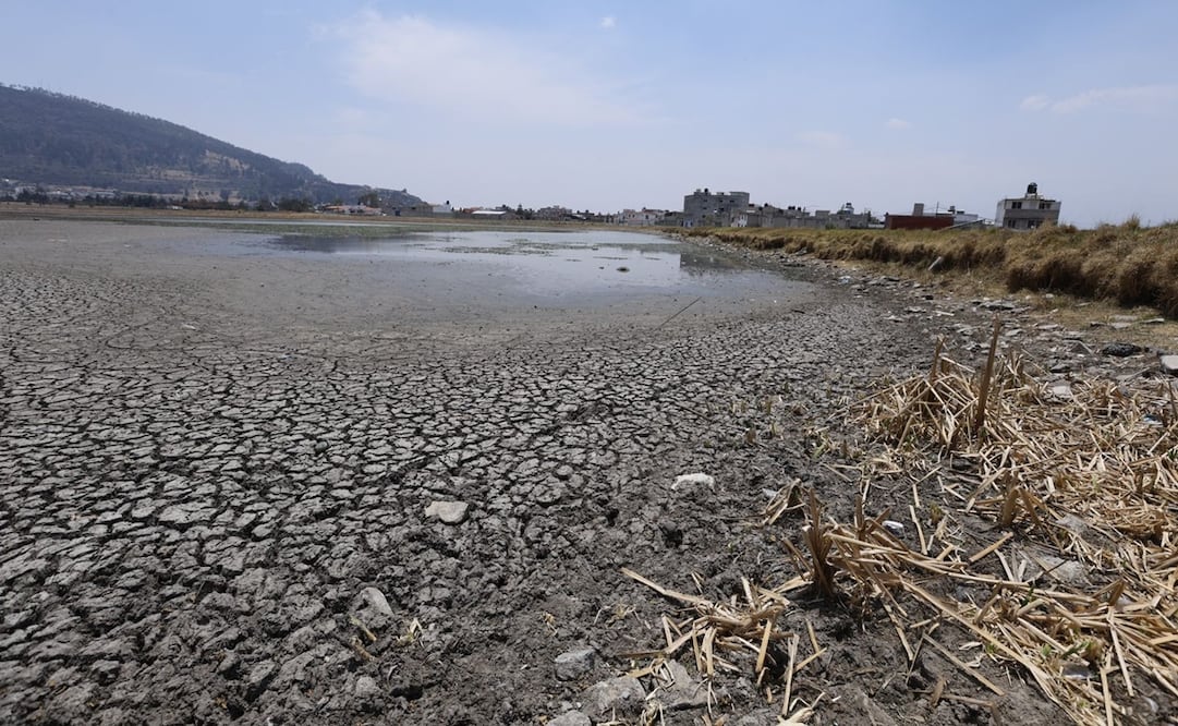Este sitio también ha resentido la sequía, las altas temperaturas que combinadas con el lirio, han afectado gravemente el ecosistema. Foto: Jorge Alvarado / EL UNIVERSAL
