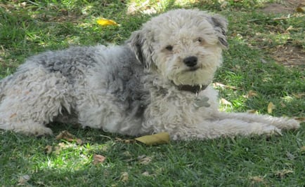 Fingen ser de Procuraduría Ambiental y se roban mascotas, denuncian