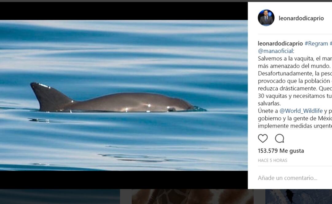 Insiste DiCaprio en defensa de la vaquita marina