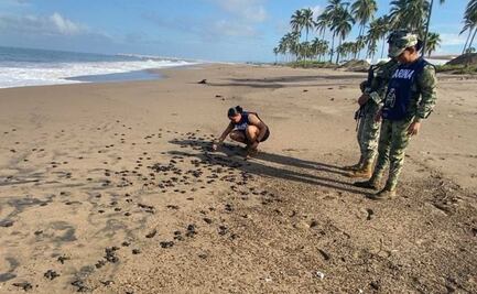 Rescatan más de seis mil huevos de tortuga marina; liberan 15 mil crías en playa de Nayarit
