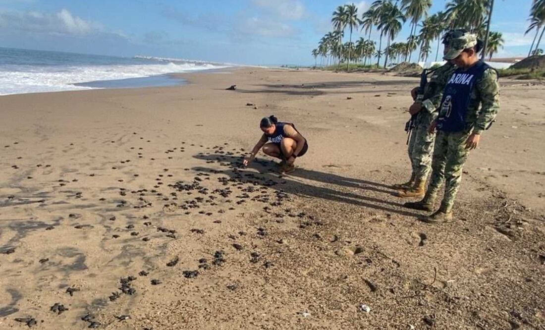 Personal naval en Boca de Chila, Nayarit se realzó el rescate de 66 nidos de tortuga marina golfina. Foto: Especial