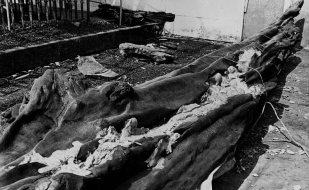 La leyenda del árbol de la Noche Triste a 40 años de su incendio