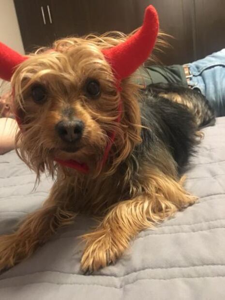 La odisea para encontrar a la perra Paquita