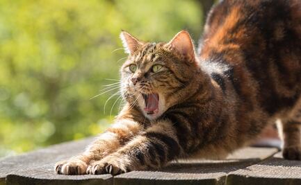 ¿Qué significa que un gato se estire?; esto dice una experta