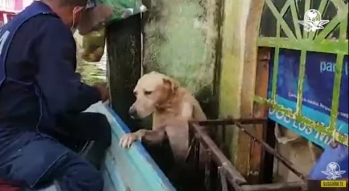 Video. Así desfiló Nerón, el perro rescatado por la Marina en Tabasco