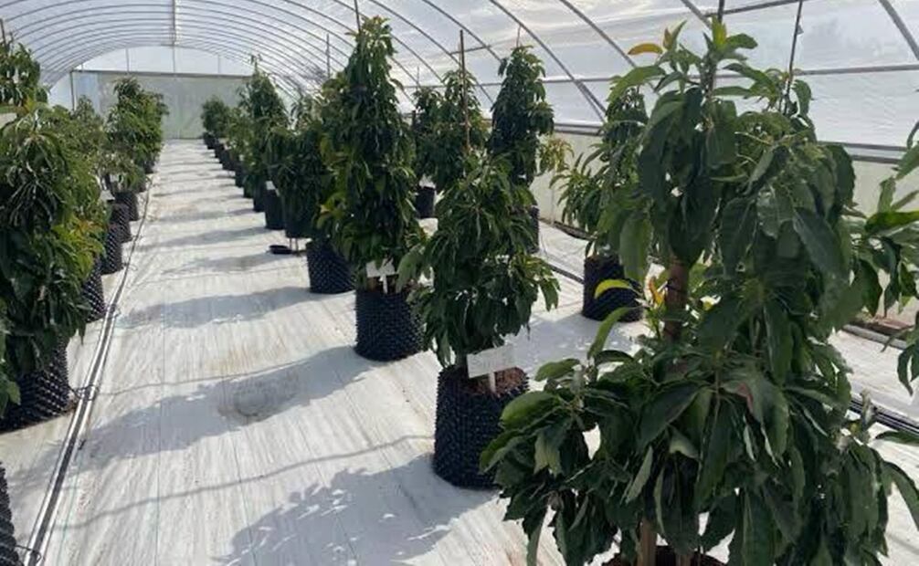 Árboles de aguacate. Foto: Especial