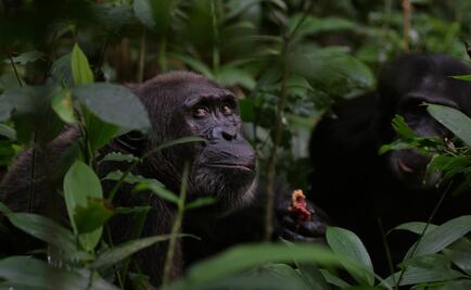 Los simios también hacen la guerra