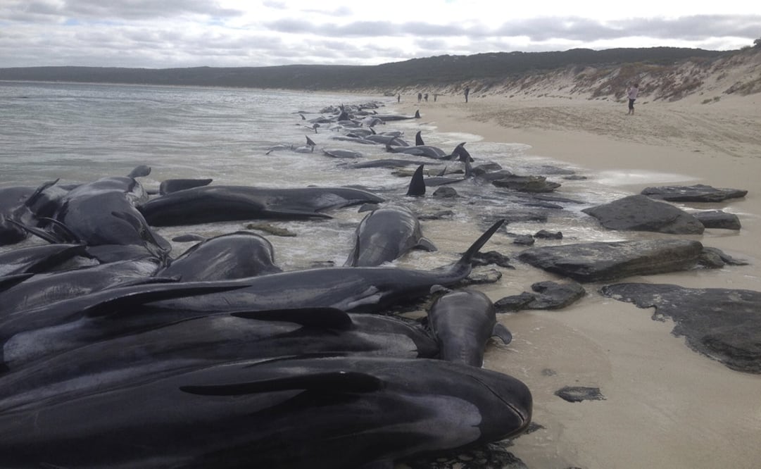 More pilot whales were found stranded in Australia on Wednesday, raising the estimated total to nearly 500 - Photo: WA Department of Biodiversity, Conservation and Attractions, Parks and Wildlife Service/AAP via AP