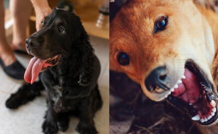 Descubre la razón por la que tu perro ladra mucho, según adiestradora canina