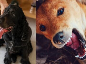 Descubre la razón por la que tu perro ladra mucho, según adiestradora canina