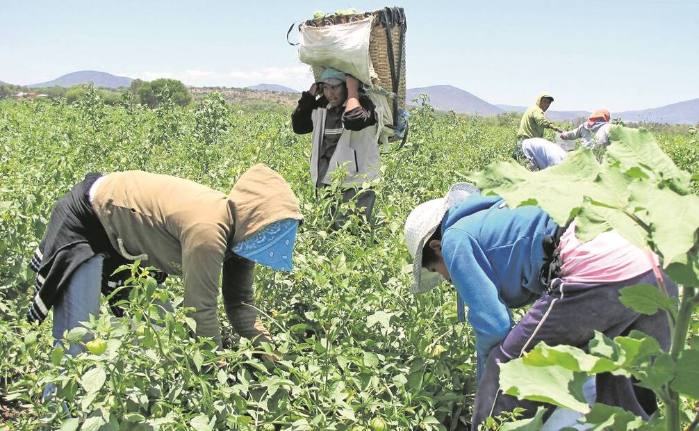 Tras su llegada, se descubrió que estos trabajaban en campos agrícolas en forma ilegal en dicho estado. Foto: Archivo EL UNIVERSAL