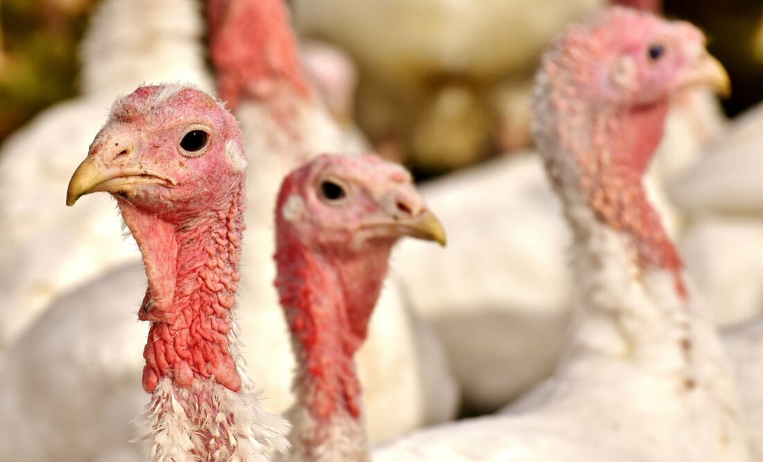 Yucatán lidera producción de pavos; prevén venta de 60 mil aves por fiestas decembrinas | El Universal