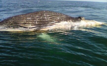 Profepa atiende varamiento de ballena jorobada en BC