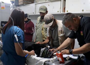 Reportan delicada de salud a jaguar y guanacos que estuvieron en contacto con lodos tóxicos en Morelia