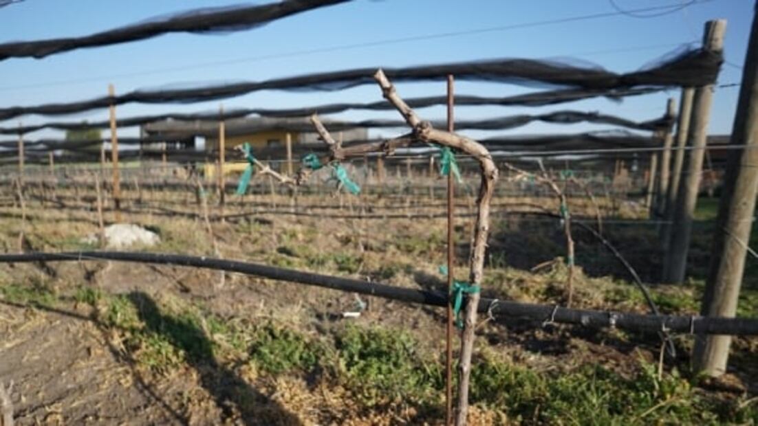 Guanajuato avanza en el mercado vinícola