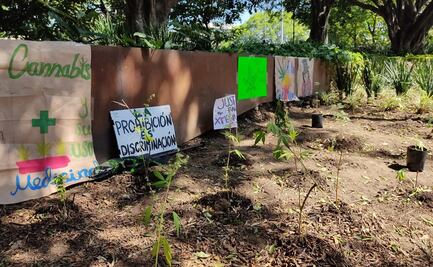 Como protesta, siembran marihuana frente a palacio de gobierno de Morelos