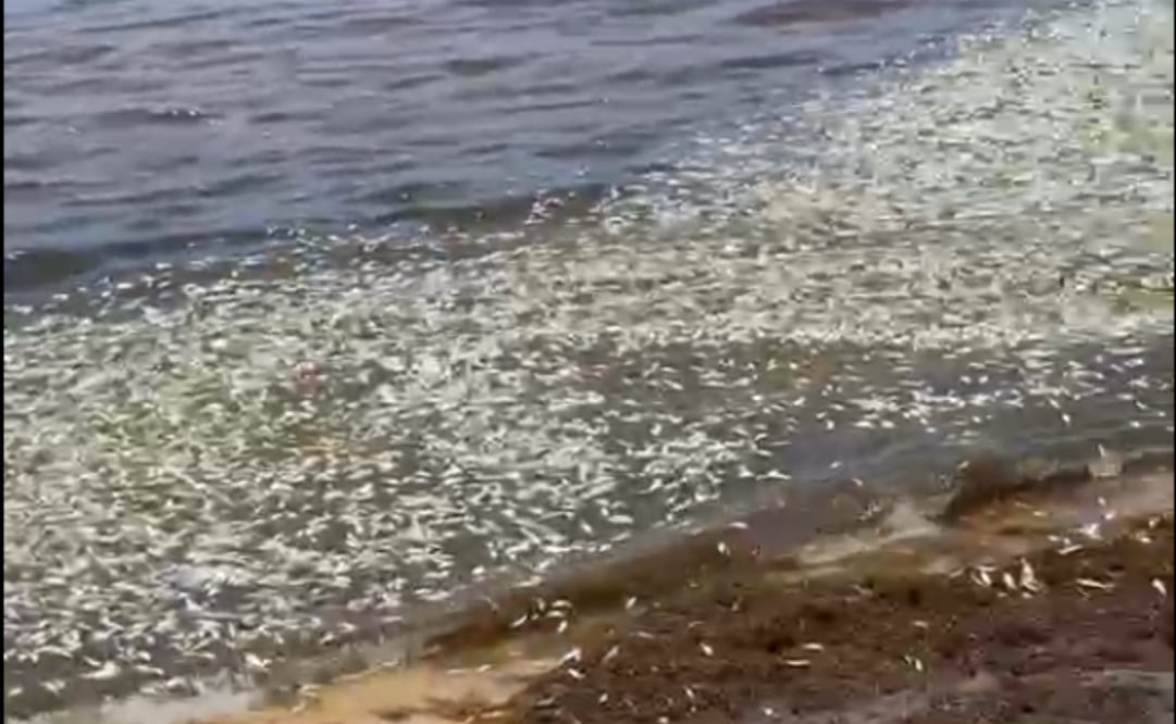 Se registra mortandad masiva de peces en Punta Caracol, en Puerto Morelos (22/07/2026). Foto: Especial