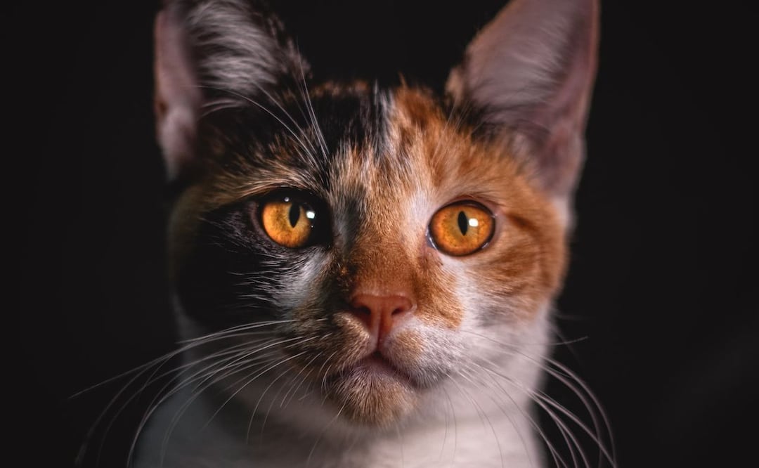 Gato. Fuente: Pexels