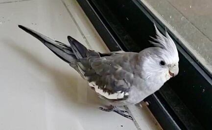 "Gordis" se extravió en la colonia Nápoles y su dueño pide ayuda para que regrese a casa 