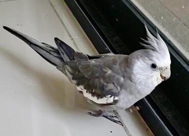 "Gordis" se extravió en la colonia Nápoles y su dueño pide ayuda para que regrese a casa