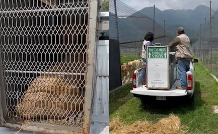 Inicia traslado de leones, jaguares, tigres... rescatados de santuario en el Ajusco