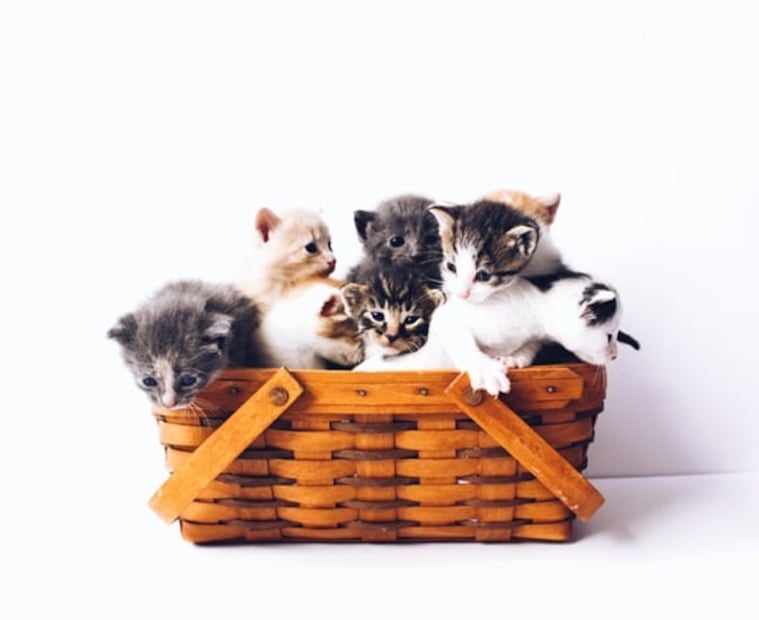 Conoce todos los detalles sobre el Miau Fest