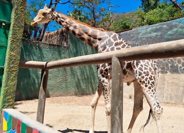 Tras denuncia, Profepa descarta maltrato en Zoológico de Vallarta, Jalisco; confirma buen estado de los animales