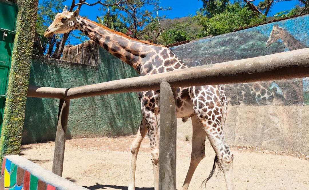 Jirafa dentro del Zoológico de Vallarta (06/11/2025). Foto: Especial