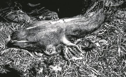 "Vivir en México es un riesgo ahora más que nunca": Yael Martínez, ganador del World Press Photo 2022