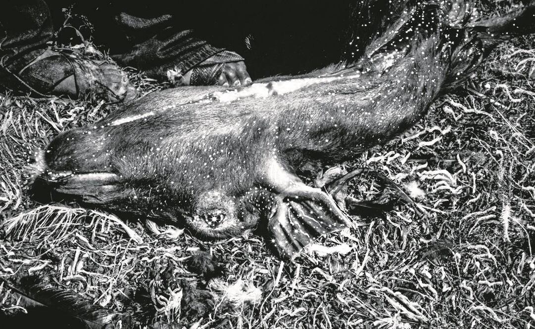 Foto de la serie premiada Flor del tiempo: la montaña roja de Guerrero, de Yael Martínez. Sacrificio animal en Cochoapa el Grande, Guerrero, México. Flor del tiempo: la montaña roja de Guerrero © Yael Martínez, Magnum Photos