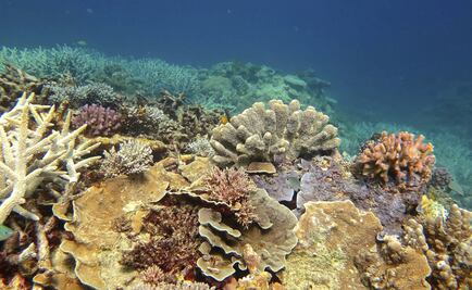 La UNESCO no incluyó la Gran Barrera de Coral en su lista de "en peligro"