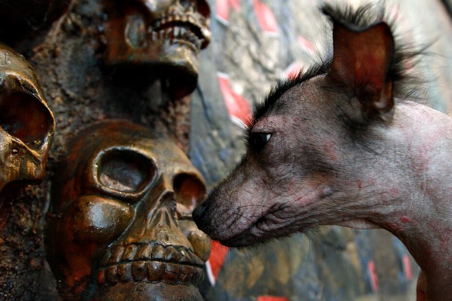 Se creía que estos perros sin pelo, cuyo nombre proviene de las palabras náhuatl xólotl (monstruo o dios) e itzcuintli (perro), eran los guardianes y guías de las almas humanas hacia el Mictlán
Foto: Notimex