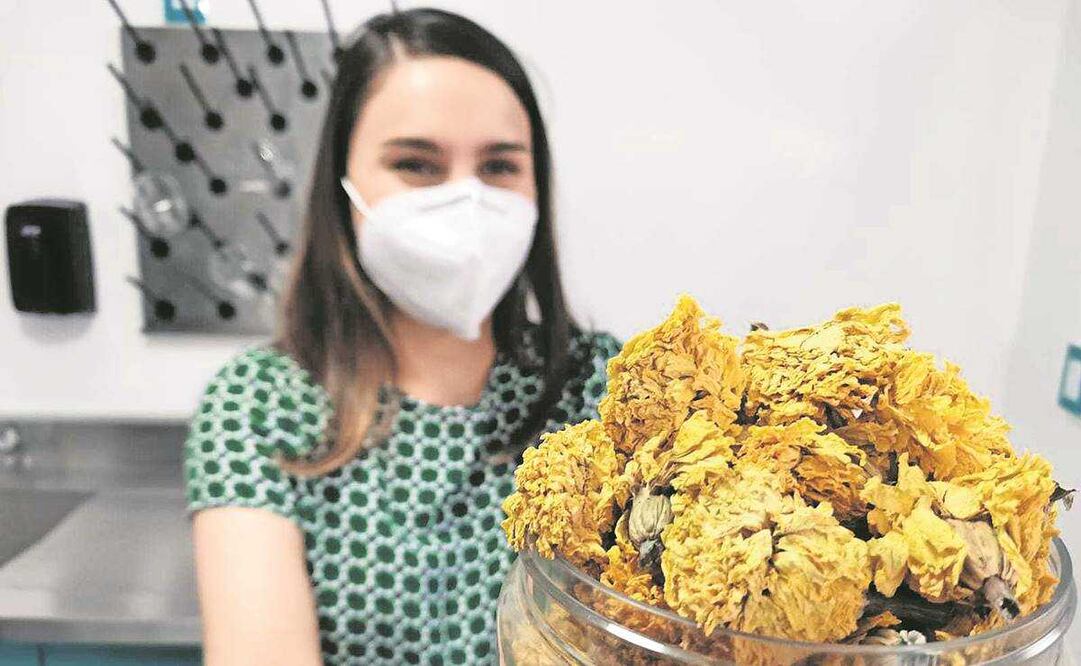 ¡No lo tires! Abren acopio de flor de cempasúchil