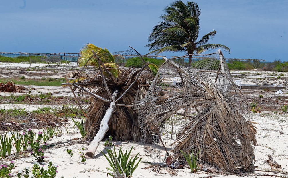 En febrero y marzo de 2025, inspectores de la Profepa detectaron tres zonas afectadas. Foto: Jazmín Rodríguez / EL UNIVERSAL