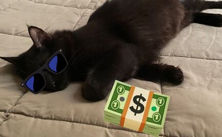 Arturo, el gato que roba billetes a su vecino y los rompe
