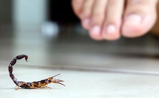 ¿Cómo ahuyentar alacranes de forma segura y natural?; Guía de remedios caseros efectivos