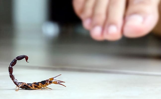 ¿Cómo ahuyentar alacranes de forma segura y natural?; Guía de remedios caseros efectivos