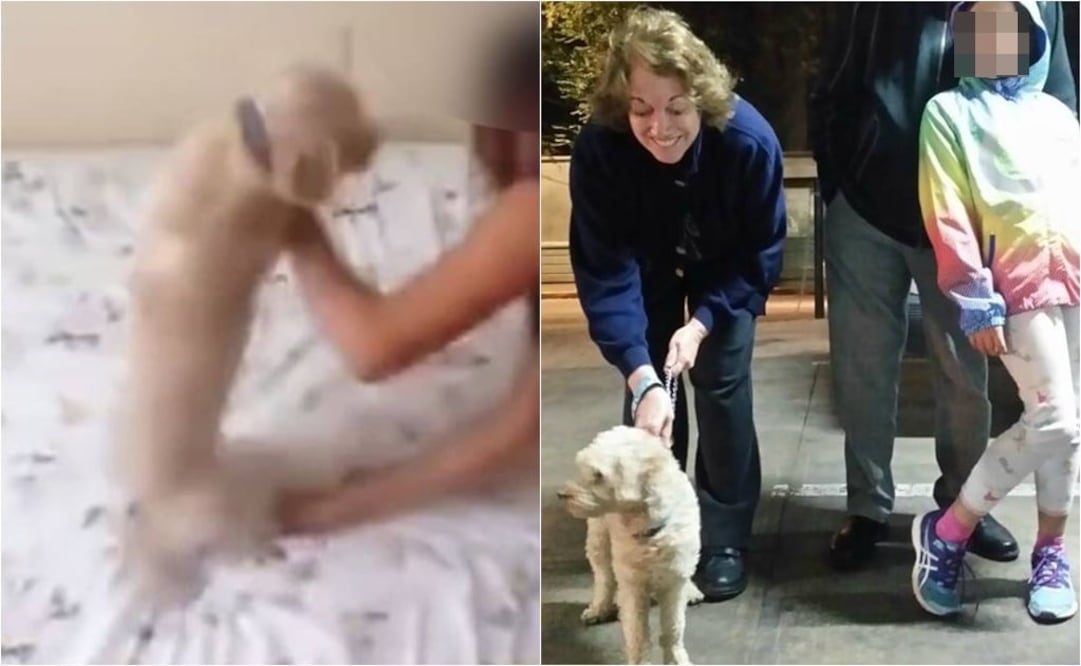 "Oso", en el video del maltrato y con Sara Sefchovich y su nueva familia tras ser rescatado (Especial y Cortesía Nitin Neza).