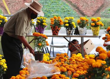 Por sus propiedades ricas en nanopartículas de oro, la flor de cempasúchil combatiría al cáncer de colon