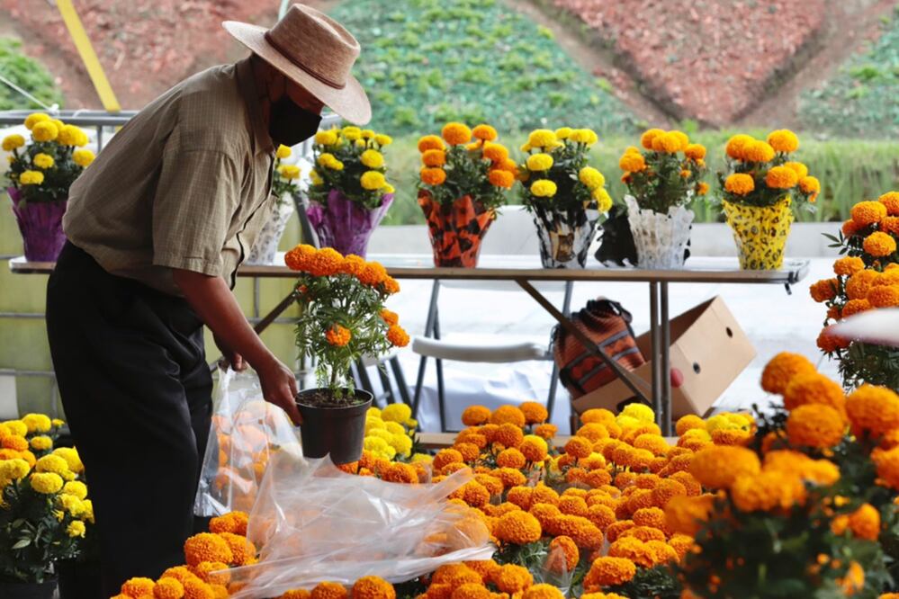Hay distintas presentaciones de Cempasúchil cuyo precio podría variar como el clemole, que es una variedad de flor más colorida que el Cempasúchil normal y puede costar unos 5 pesos más caro. Foto: El Universal / Berenice Fregoso