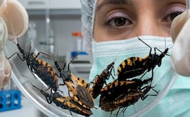 Investigadores de Yucatán avanzan en vacuna contra el Mal de Chagas; iniciarán pruebas en humanos