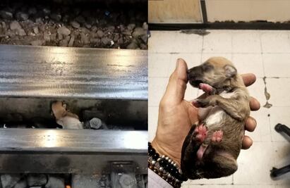 Rescatan a cachorro en vías en Chabacano de la línea 9 del Metro; usuario lo soltó por accidente