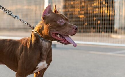 Estos son los mejores nombres para perros de raza pitbull; adiestradora canina lo explica