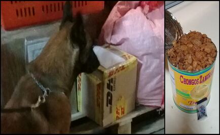Perro policía halla droga en lata de chongos zamoranos